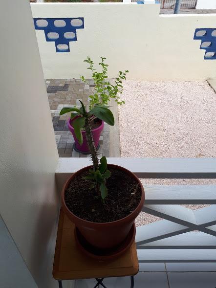 The Lush Apartment Willemstad Ngoại thất bức ảnh